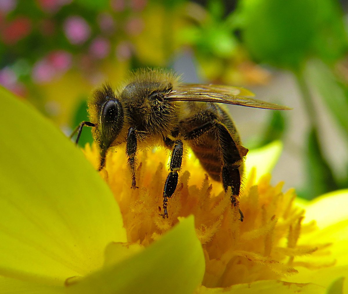 johnny_timis's tweet photo. #hardworkingbee  #TJphoto https://t.co/sxrzkhBoo7