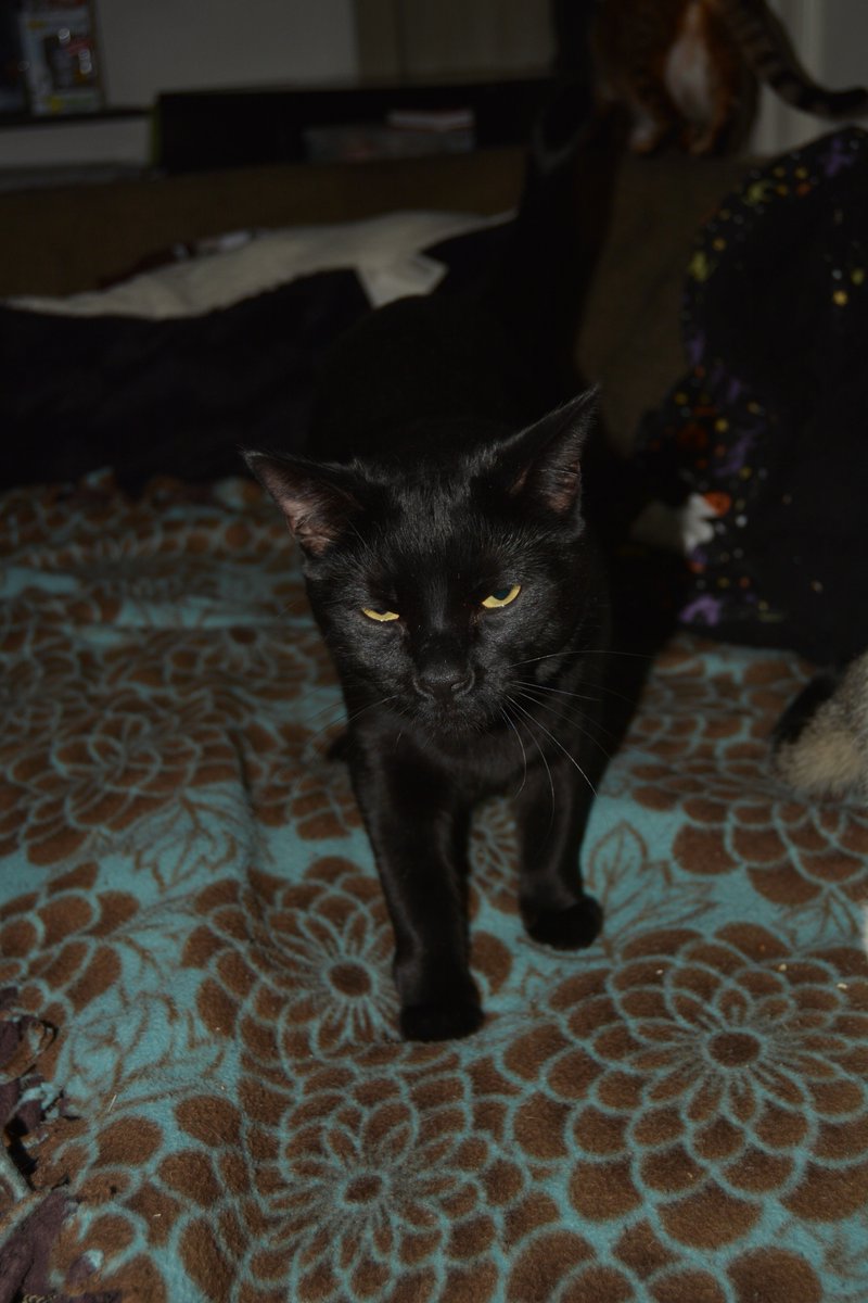 TheCatMalice's tweet image. Where'd that fly go? #flycatching #CatsOfTwitter