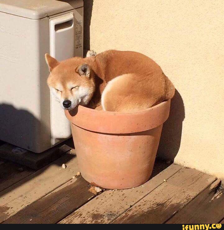 LadyEsper's tweet photo. This is whats known as a flower shiba. They only grow in the sun! Take care of it well @wgrates https://t.co/UYQtPnZsGM
