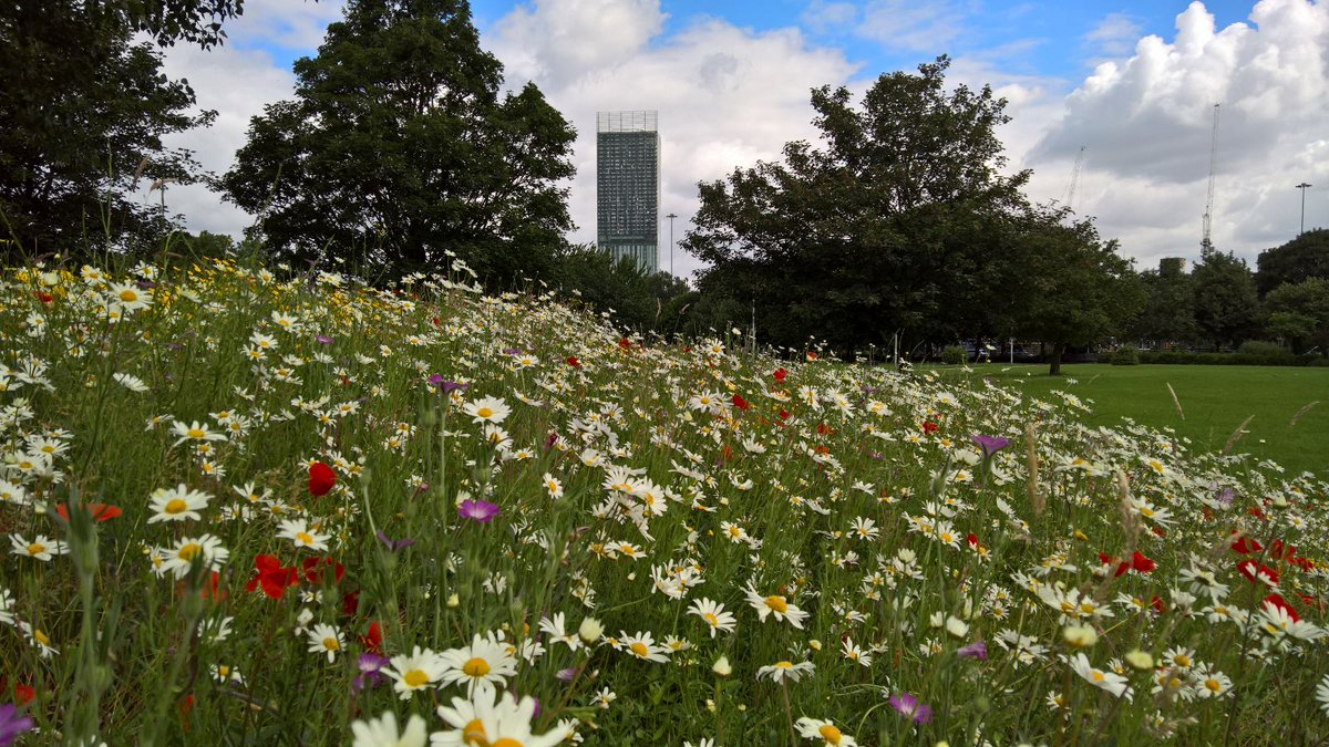 To2CWildflowers's tweet photo. @GrowWildUK Tale of Two Cities #MCR case study makes great reading!   https://t.co/xr23kEefKf #HulmePark https://t.co/4sKnpuePHm