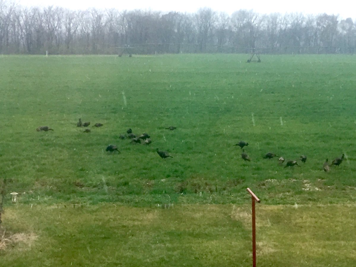 Why is it that turkeys know to visit the farm when it's NOT turkey season. 😢