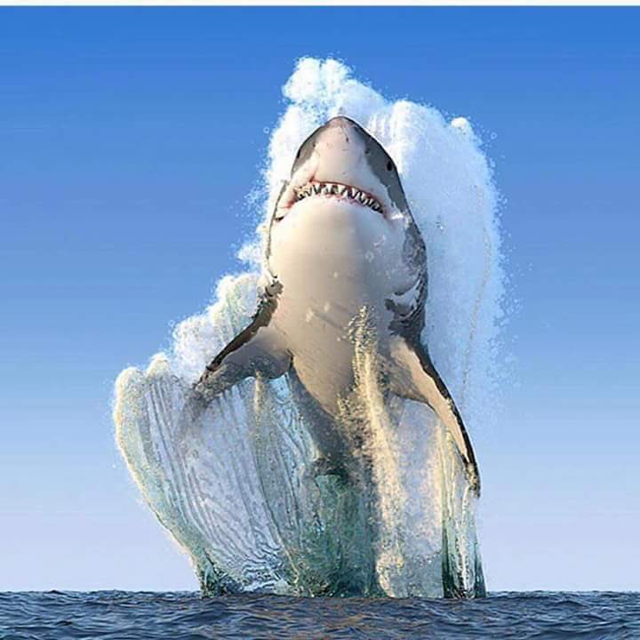 bastille's tweet photo. Wow. Check out @NatGeo's Photograph of the Year by Bob Burton. https://t.co/deyKZDEzL6