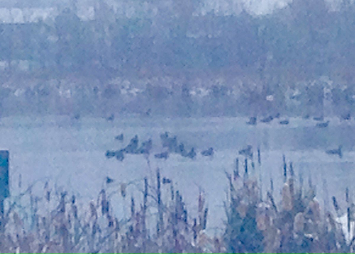 Wildlife ✅ The geese here don't seem to understand that when the lake begins freezing they need to leave #RunChatHunt <a href="/therunchat/">#RunChat</a>