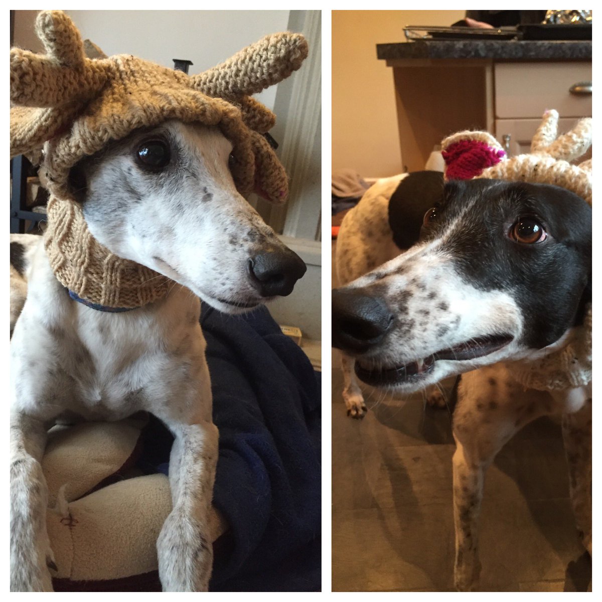 xina9999's tweet photo. @rgt_uk #HoundsofChristmas https://t.co/3eDvMWkYnM