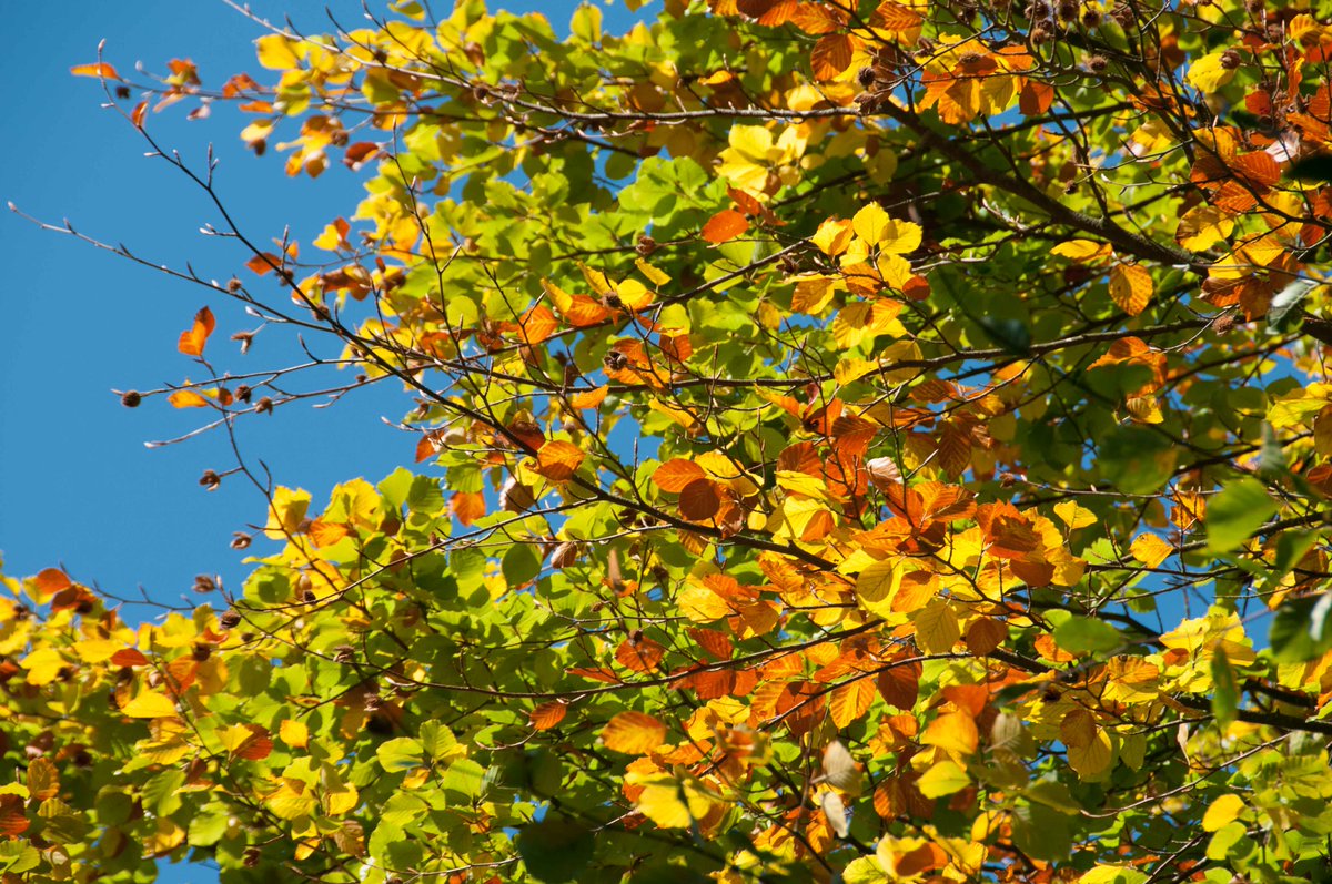 TheTreeCouncil's tweet photo. #ReasonsToBeTreeful (Part 33) Studies say patients with view of trees heal faster, with fewer complications #ChangingViews #NationalTreeWeek https://t.co/p0IysDfWdr