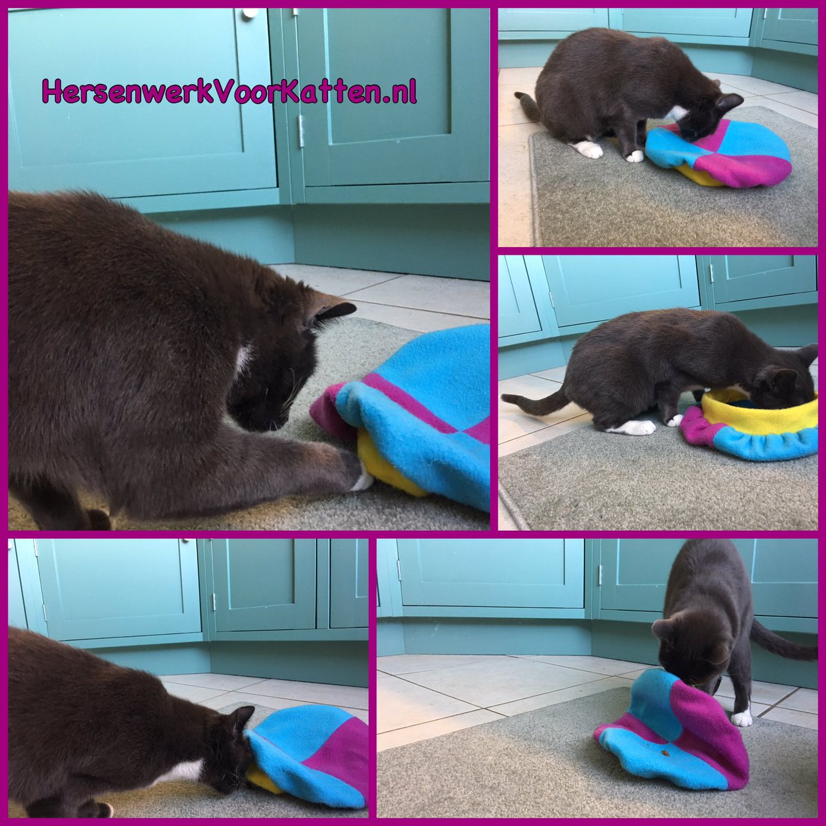 HersenwerkKat's tweet photo. Piet is zijn muts kwijt!! En Ziva de Diva weet waar je die moet zoeken...🙀😹

https://t.co/3EjmVfb81k https://t.co/N4X5DpgDvC