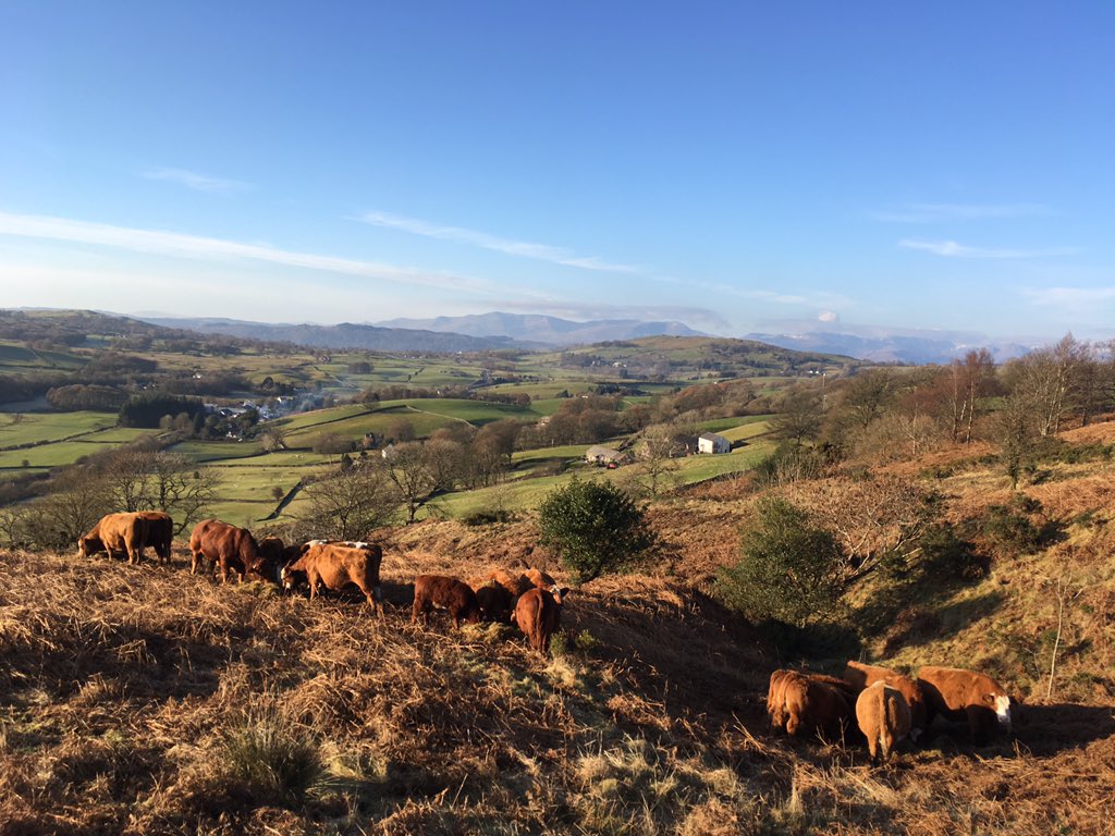 NickBuckley3's tweet photo. Out feeding the cows this morning, beautiful clear views and a crisp frost under foot. #perfect #simluing #Farm365 https://t.co/rJ0NEOtc6M