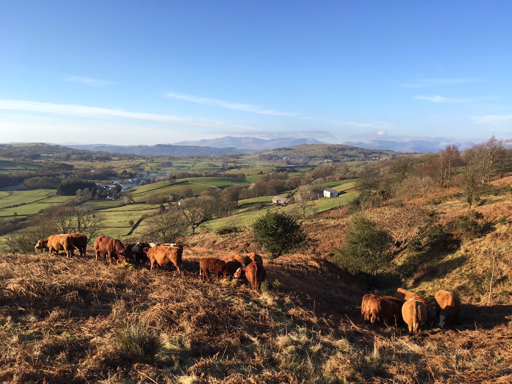 NickBuckley3's tweet photo. Out feeding the cows this morning, beautiful clear views and a crisp frost under foot. #perfect #simluing #Farm365 https://t.co/rJ0NEOtc6M