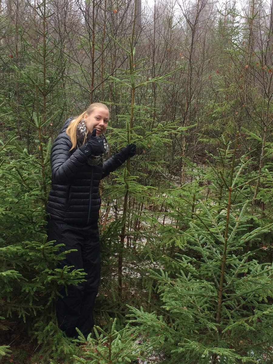 AlbinssonJulia's tweet photo. Amanda har hittat årets gran 🌲 https://t.co/X2C9Hjc7UW