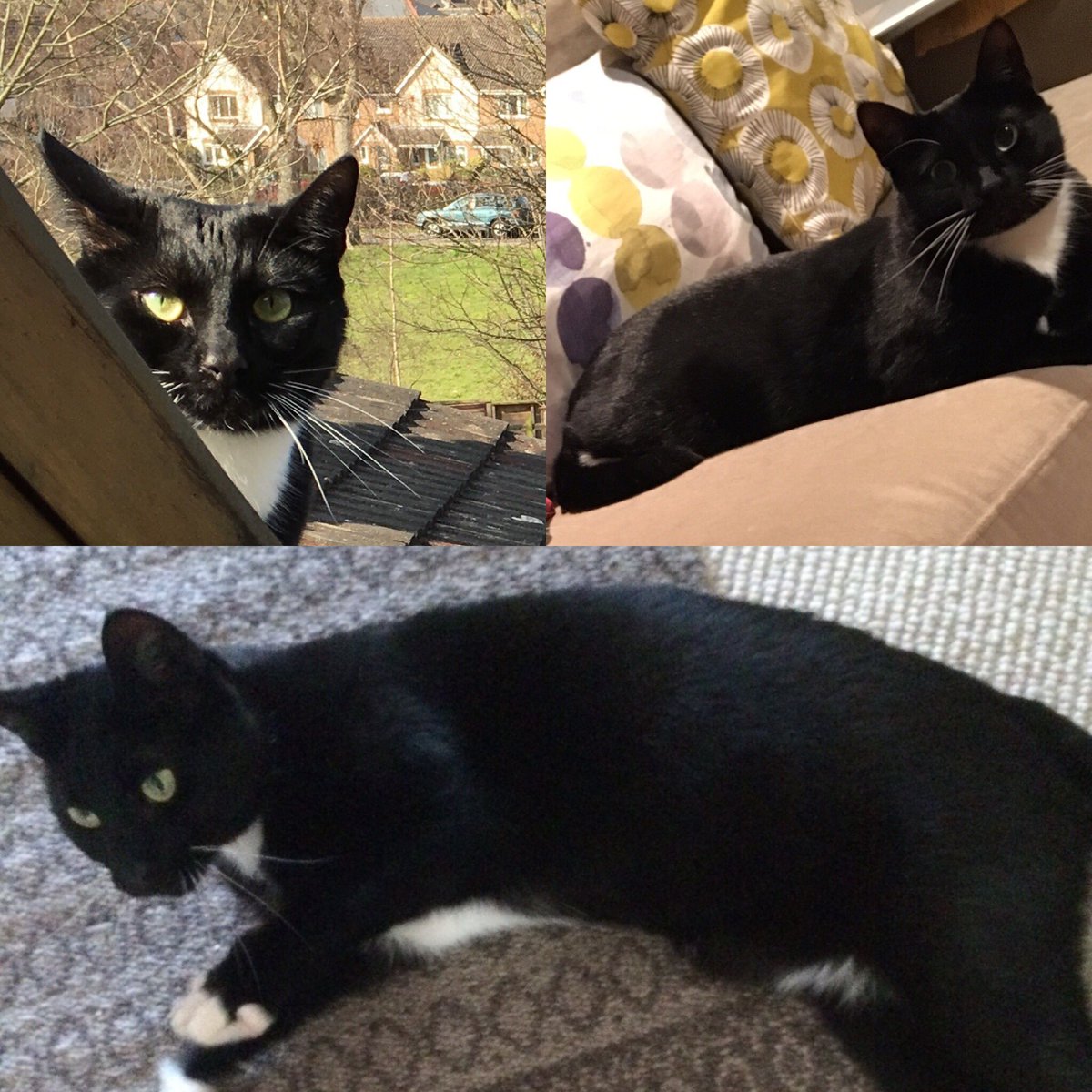 @heckandsmith <a href="/Honeybourne_s/">Honeybourne's</a> please rt.  Missing cat in Ladywell called Slider. Please contact chrismarcus@btinternet.com if you see him