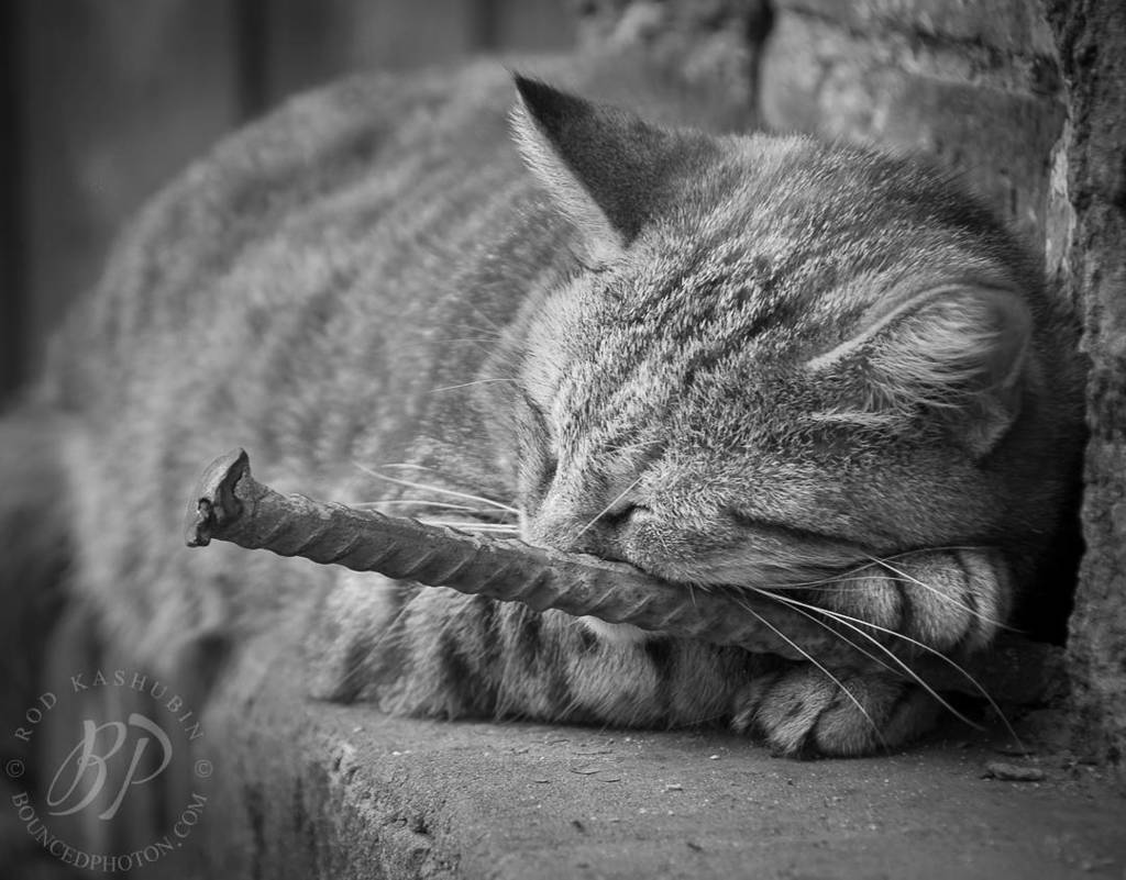 BouncedPhoton's tweet photo. Comforts of a Street Cat
Nikon D90, 120mm, f6.7, 1/15 sec, ISO 250 https://t.co/hxiLIS2cTR https://t.co/r1Yn4HnWnF