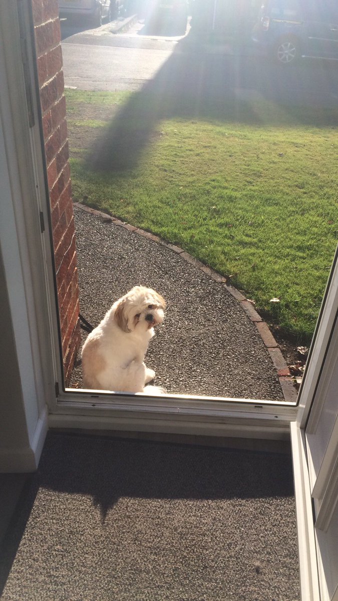 StopItGeorge's tweet photo. Supervising the hanging of the outside Christmas lights https://t.co/ItpmkDytXK