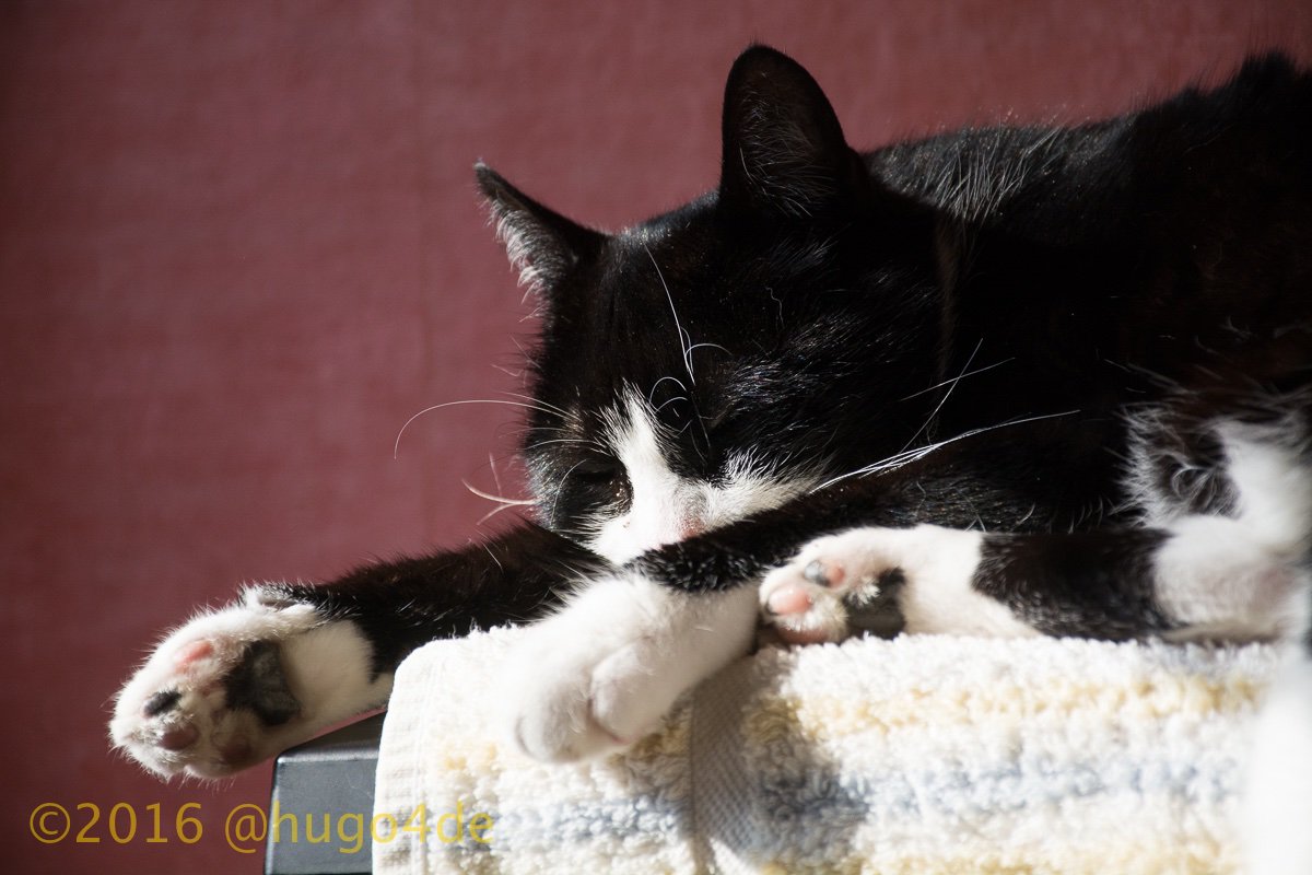 hugo4de's tweet photo. good morning @babycatnfriends !
i need a long nap after
our #BCSneakBash
have a good sunday
@SkittlesFriends @fluffybasil @furrrrguson https://t.co/AKtbjR8H3C