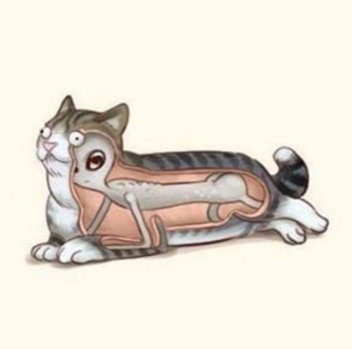 HendrixWashtar's tweet photo. The reason that I never trust a gray tabby. https://t.co/fe4tLuJnFn