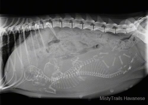 Cher Woke Up I M Still Thinking About The Skeleton Thing Googling Pregnant Dog Xray Did Not Help T Co Mnw6jitsaa Twitter