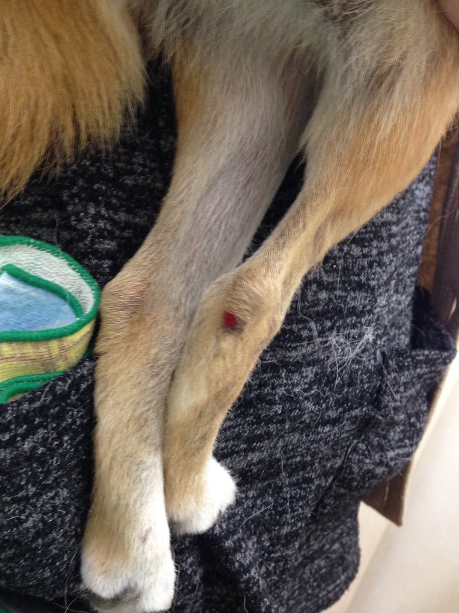 いちこ 柴犬クロべぇ 某柴犬コミュニティでの投稿 転載許可を得ています 散歩中ノーリードの犬 に襲われ 飼い主は謝罪もせず立ち去りその後の誠意も感じられないとの事 警察や保健所も役に立たないと ノーリードは罰金て法律作ったらいいのに 柴犬