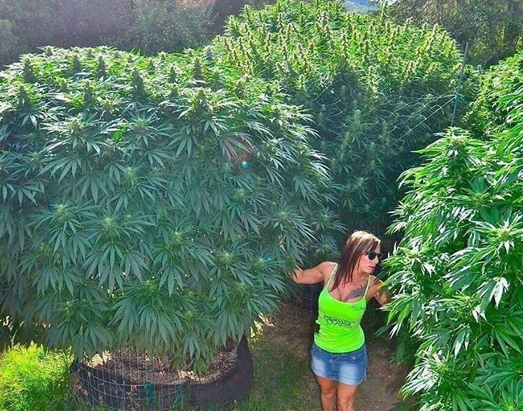 CannabisTrainU's tweet photo. https://t.co/SO3r63McpO https://t.co/1gTan2O3DD