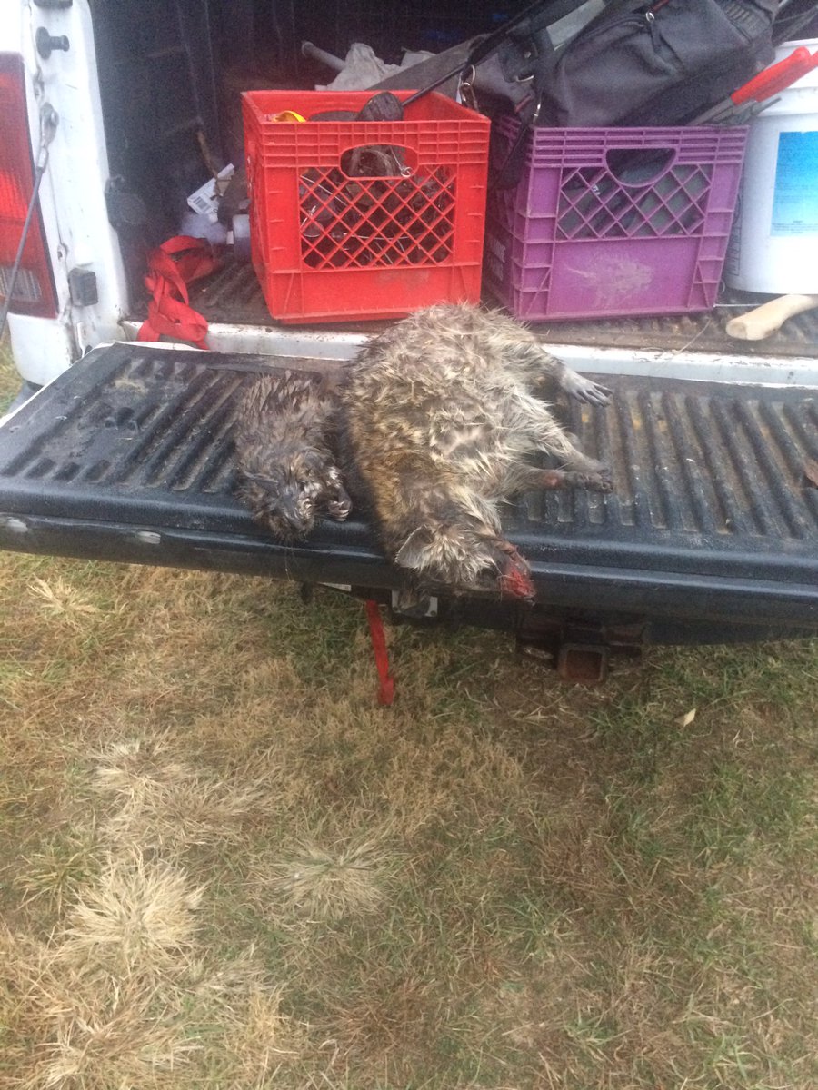 TrapperKentucky's tweet photo. A little luck on my morning water line. @WalterCurrie2 @swright0103 @LaurelMtMan #watertrapping #traplinelife https://t.co/pCf5ZuwXae