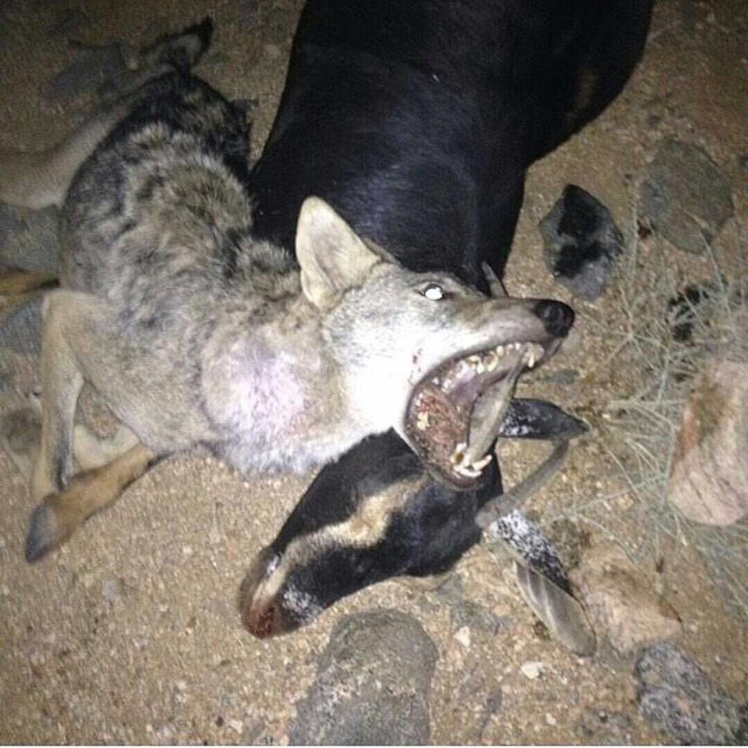 موتتك هذي تعل القلب
...... ارثيك واحزن على حالك

اظن ياذيب خالك كلب
....... وإن البلا جاك من خالك

#عبدالله_الطلحي