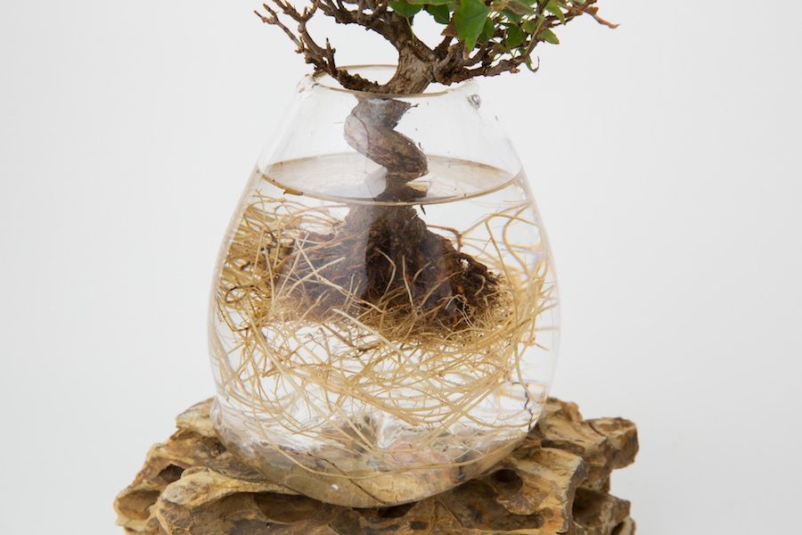 HydroponicsKit's tweet photo. Love the roots of this bonsai tree grown without soil #hydroponic #aquaponic #bonsai https://t.co/rgUVM2Xw5r