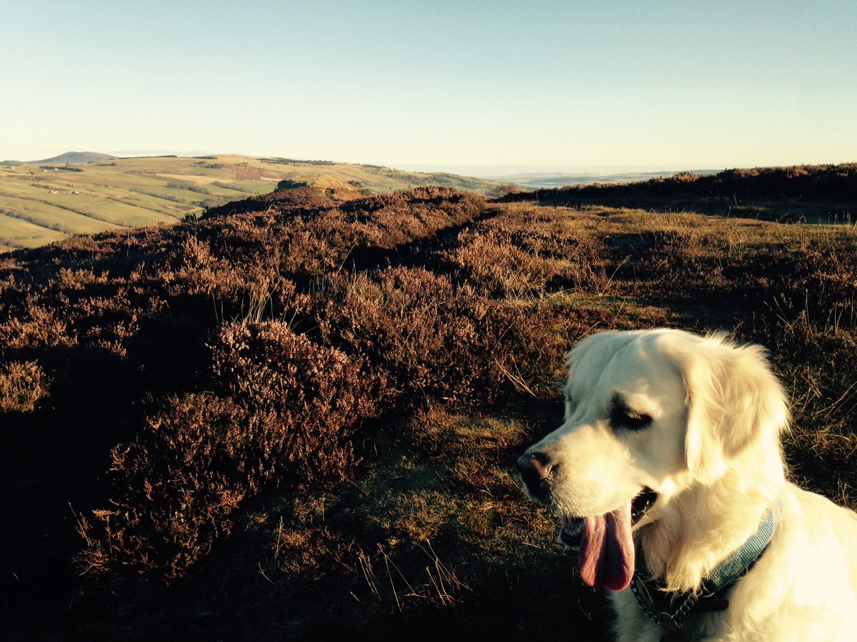 LauraEDonald's tweet photo. Lovely walk this morning up the cat's back! #sundaywalk #dogwalking #blindedbythelight https://t.co/QwdD9oqg52