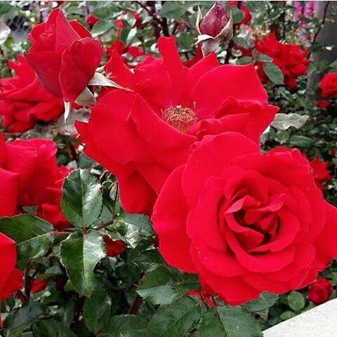 ChzerieM's tweet photo. Finally found some roses 🌹🌹🌹 https://t.co/Hzh88yJbBd