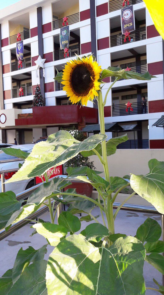 tsuccs_official's tweet photo. CCS and the sunflower https://t.co/u373EpFAid