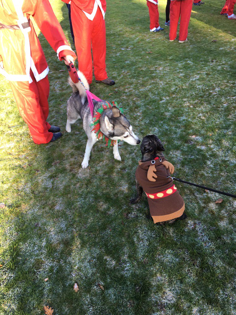 hinksHR's tweet photo. Even the dogs dressed up to support the @jwHinks Santas in the @brumshospice Jingle Bell Jog today #caregiving https://t.co/ycpJBuEeQD