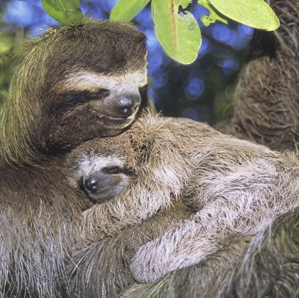 MiPatriaPanama's tweet photo. #OsoPerezoso ���� Uno de los animales mas representativos y curiosos de la #FaunaPanameña 
¡FELIZ DOMINGO! https://t.co/RAkqlaRYKQ