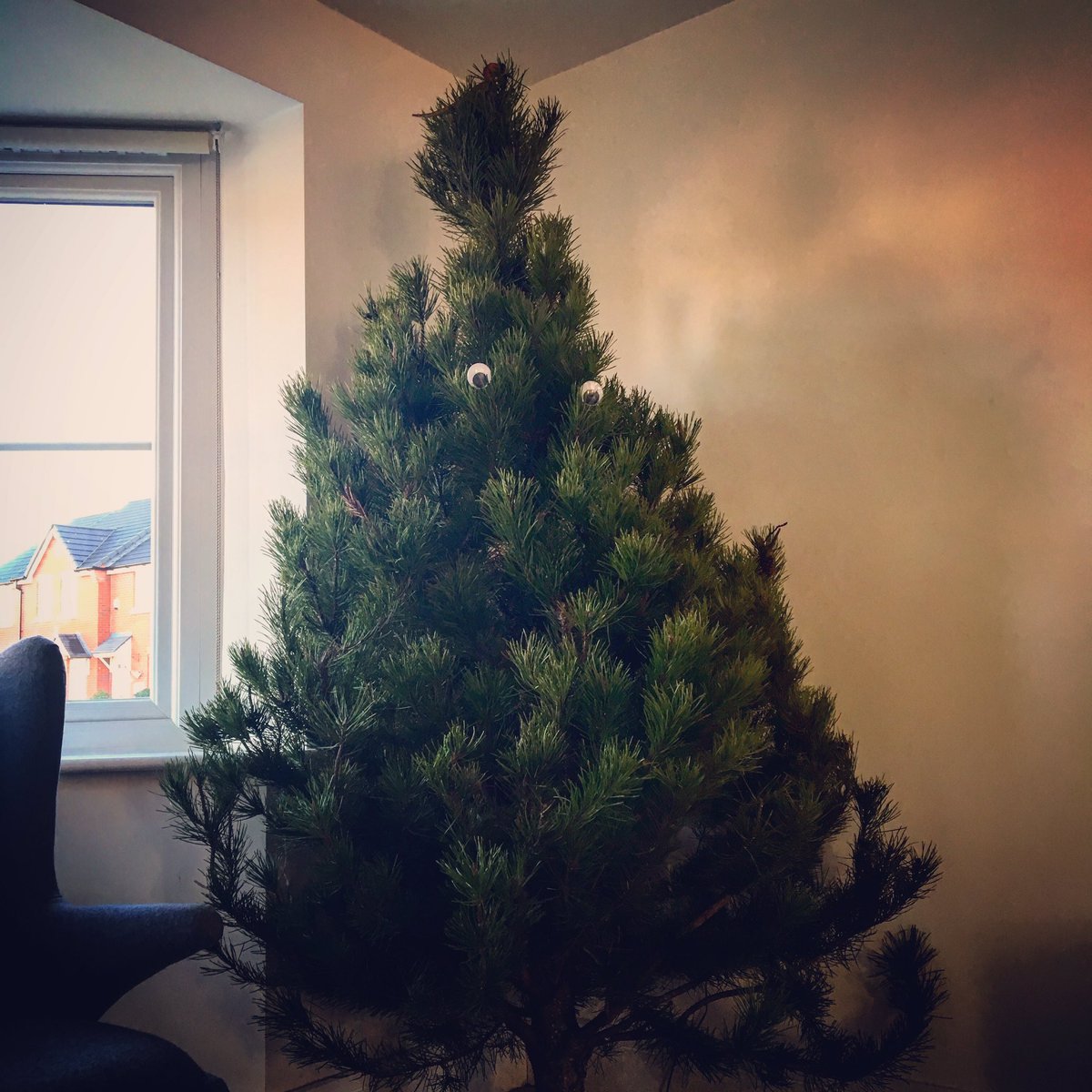 JamSplodge's tweet photo. Trees Dressed! #Bushed https://t.co/DXk63BzOYb