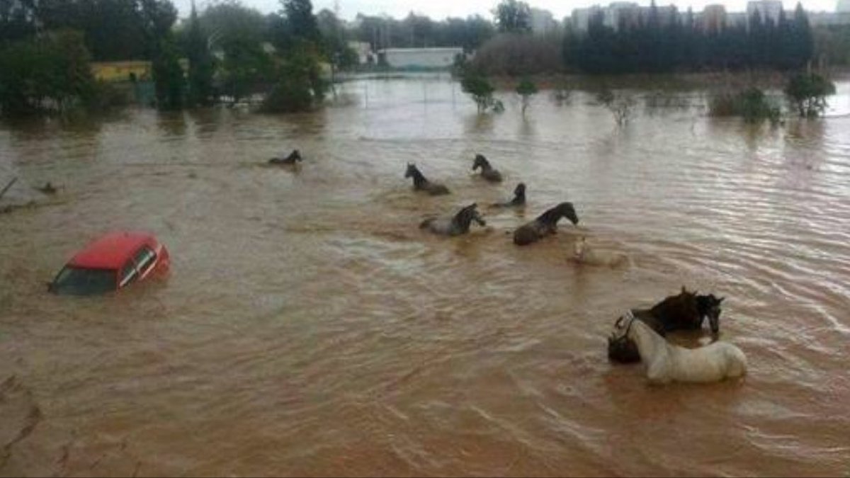 PartidoPACMA's tweet photo. EMERGENCIA ¡Los animales se ahogan! en las protectoras de Mijas, Marbella, Estepona, Cártama o Alhaurín necesitan casas de acogida. RT 🙏 https://t.co/AdzLiG50v7