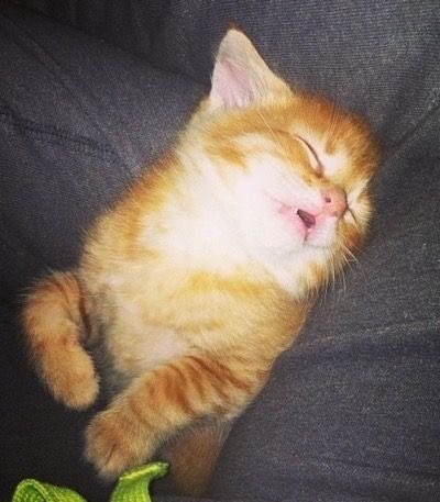 the signs as kittens

scorpio