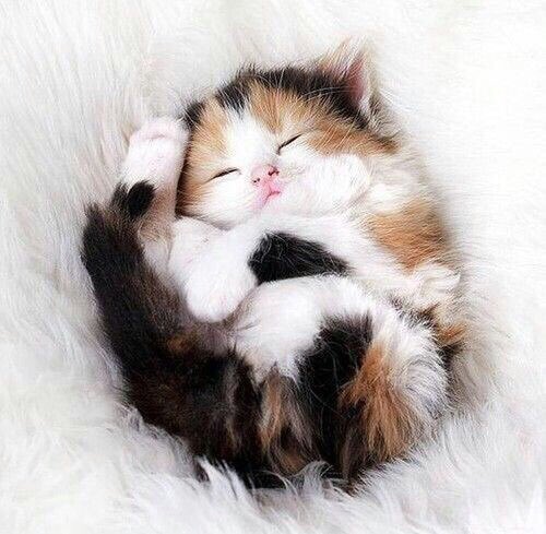 the signs as kittens

gemini