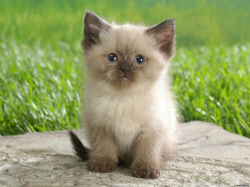 the signs as kittens

sagittarius