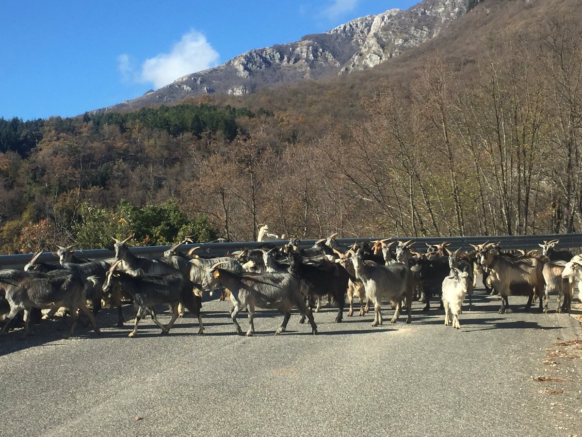 Cosa voteranno al #referendum? Sì? No?