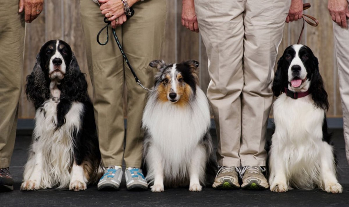 akcdoglovers's tweet photo. Heard 'round the ring: common #dogshow terms. https://t.co/FVmUxY7SsY #doglover #dogs https://t.co/KB2vXv7pfG