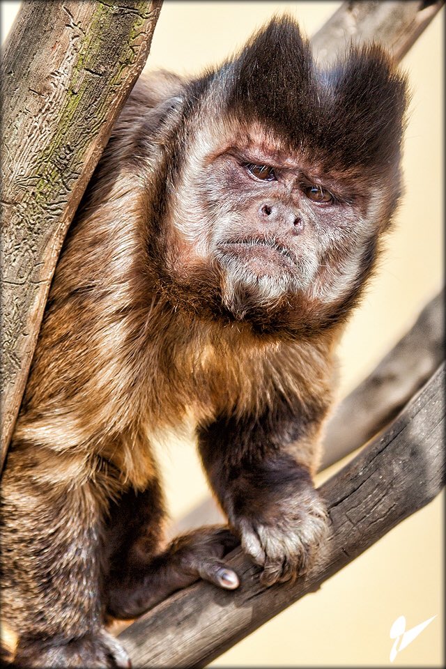 Guttsy Call, Buschi Not Amused #rannfl