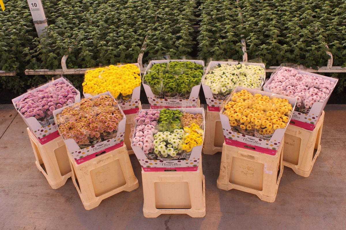 LS Santini tweet media