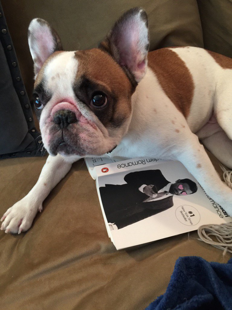 lapetiteepicure's tweet photo. #ronniethefrenchie reading @azizansari. He seems to be enjoying it. #modernromance https://t.co/ATUvS7IMqC