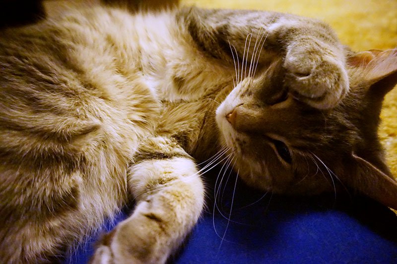 eliseandthomas's tweet image. Can I have some attention please? bit.ly/1o7yosp #cats