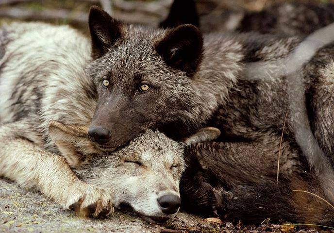 wulalowe's tweet photo. Idahoโs wolf population in steady decline since state permitted them to be hunted https://t.co/HJNWX8YQMw #wolves #wildlife #conservation https://t.co/NRGmKawFux