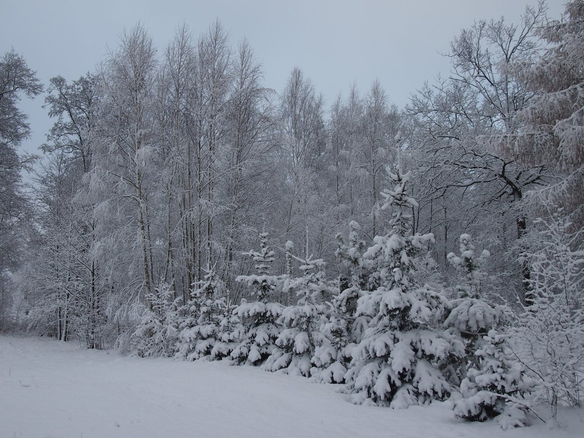GolebiewskaI's tweet photo. #zima #pięknyśnieg #zima2016 https://t.co/ujkFMBtg9y