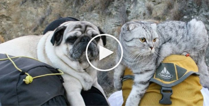 This Inseperable Cat And Dog Duo Have Traveled Close To 950 Miles With Their Humans holidogtimes.com/this-inseperab…