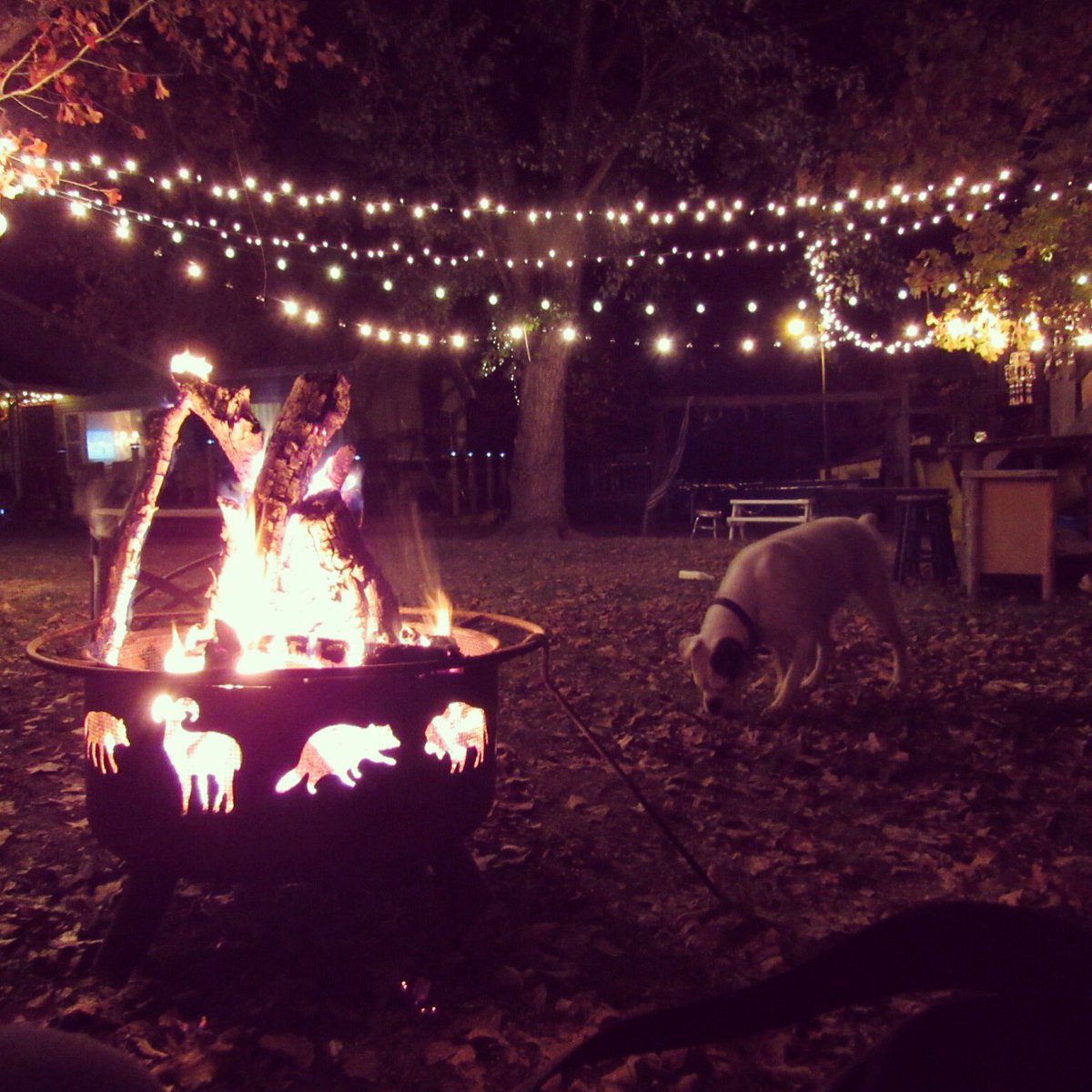 Sweater weather ❤️ #boxerlove
