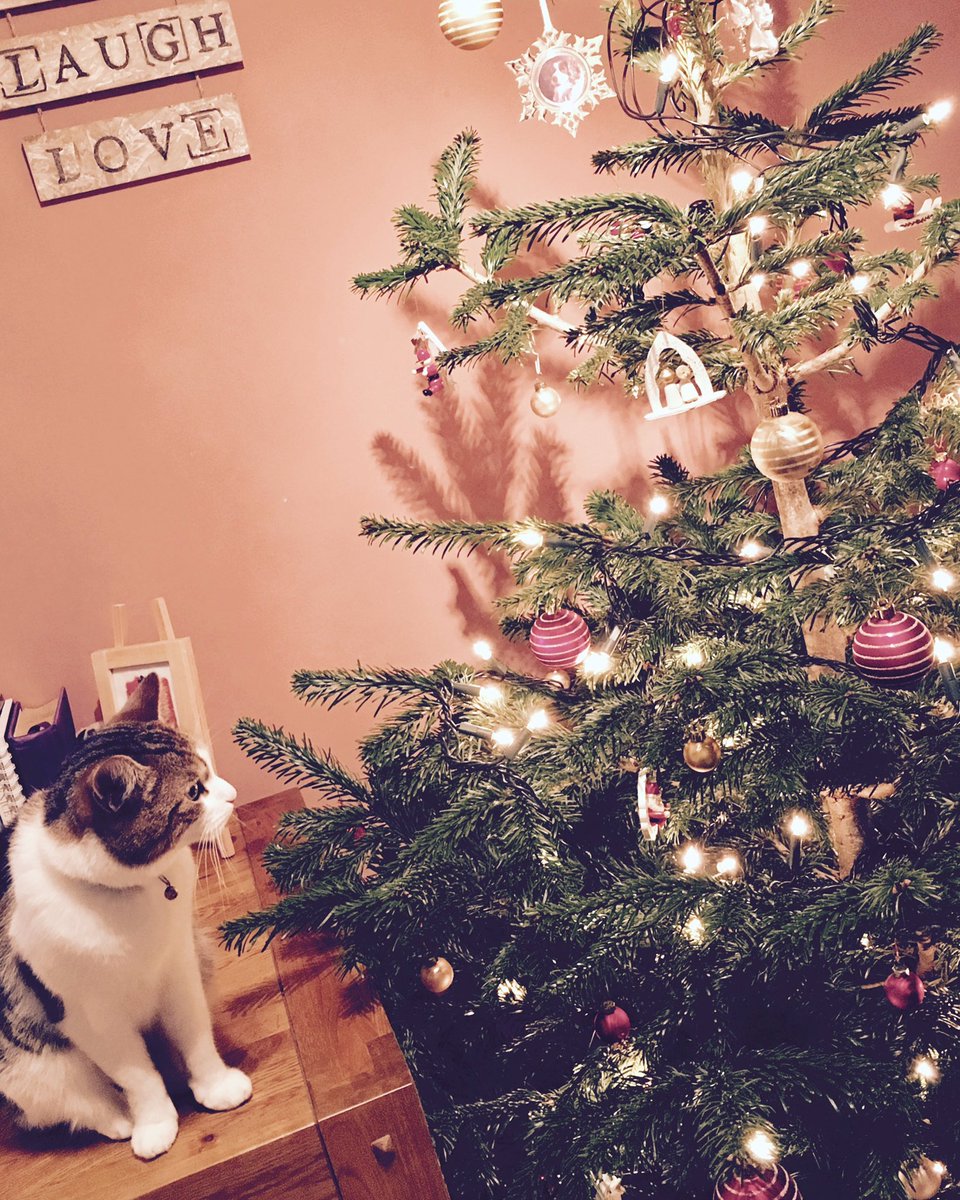 EmmaJonesGB's tweet photo. Someones intrigued by the tree..... "There may be trouble ahead"🙈🎄😽 #ChristmasTreeFun #CatsOfTwitter https://t.co/n7ZUwKODAX