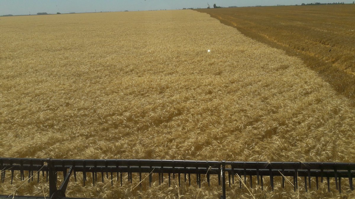 MARCOAGIRAUDO's tweet photo. Esto permite hablar con propiedad, No te cuentan, en vivo y directo, cosecha trigo zona Hernando 3.500 kgs, ACA 360, @Agroverdad,@Agrovoz! https://t.co/Kd4i8XVSTe