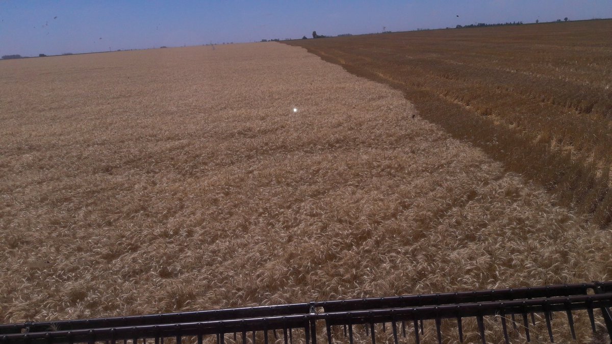 MARCOAGIRAUDO's tweet photo. Esto permite hablar con propiedad, No te cuentan, en vivo y directo, cosecha trigo zona Hernando 3.500 kgs, ACA 360, @Agroverdad,@Agrovoz! https://t.co/Kd4i8XVSTe