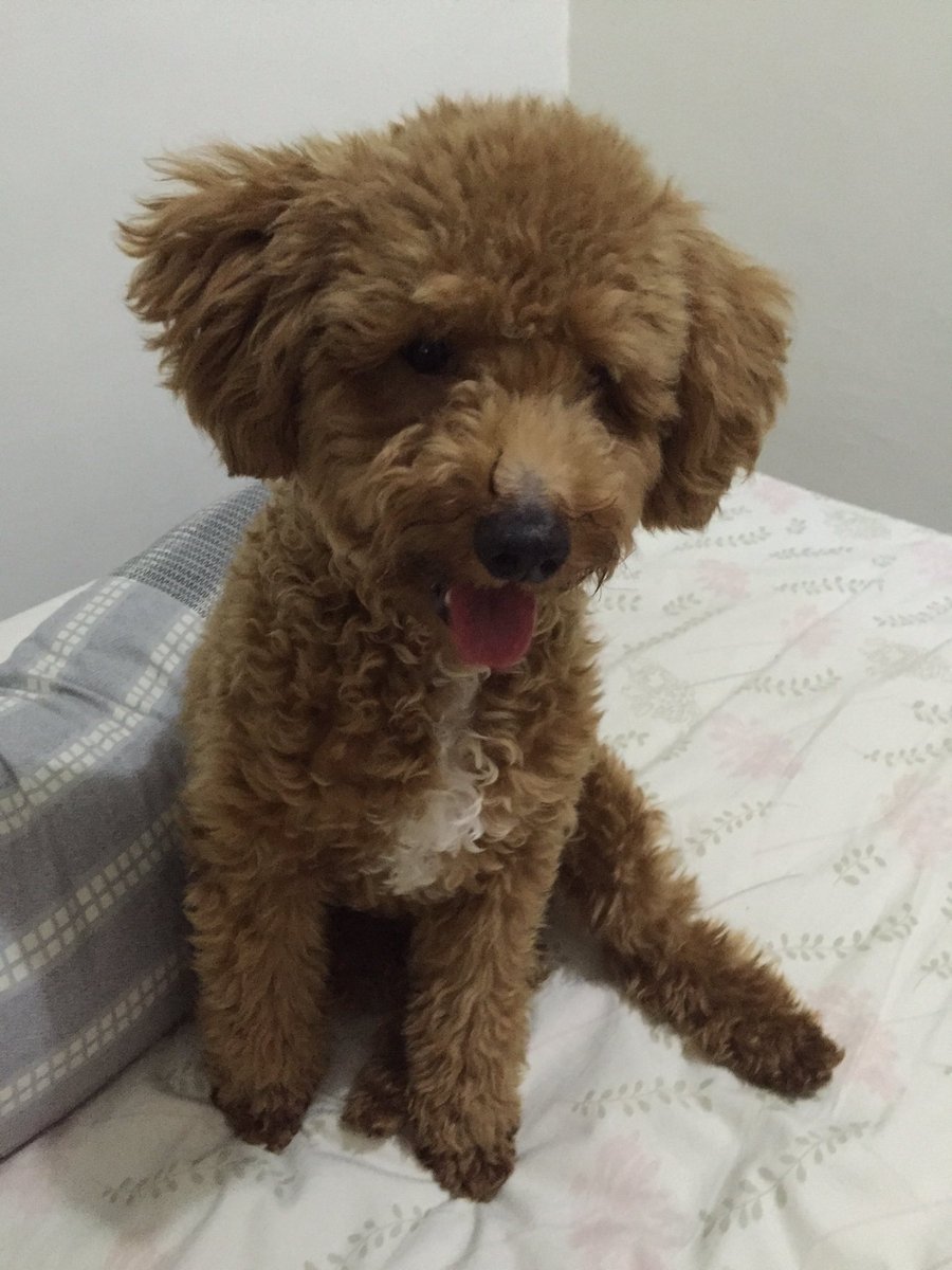 dewzhu's tweet photo. Axel already grown up now.. But still naughty and still so cuteee 😘😘 https://t.co/sqwi8ICWM3
