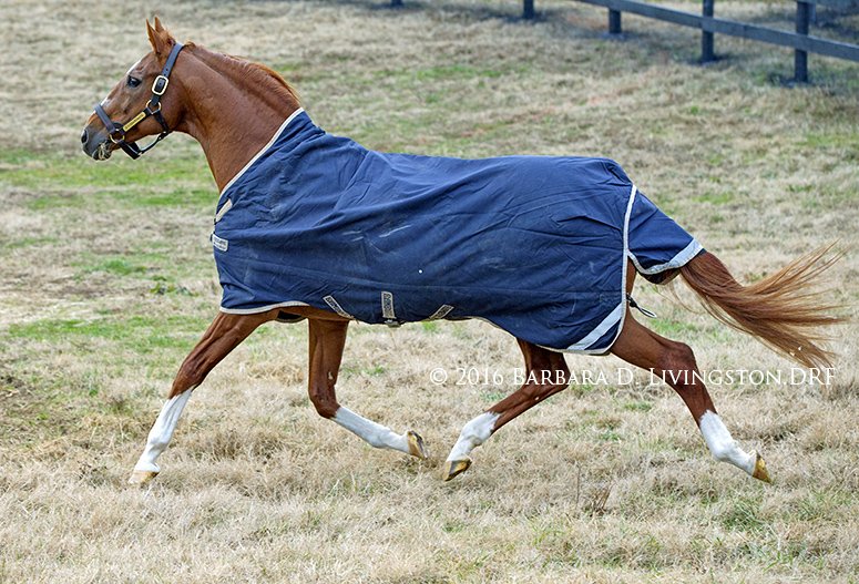 DRFLivingston's tweet photo. Champion CHARISMATIC, 20, looking dapper and happy during his first turnout at @Oldfriendsfarm in Kentucky this morning. https://t.co/b5XWvPA99d