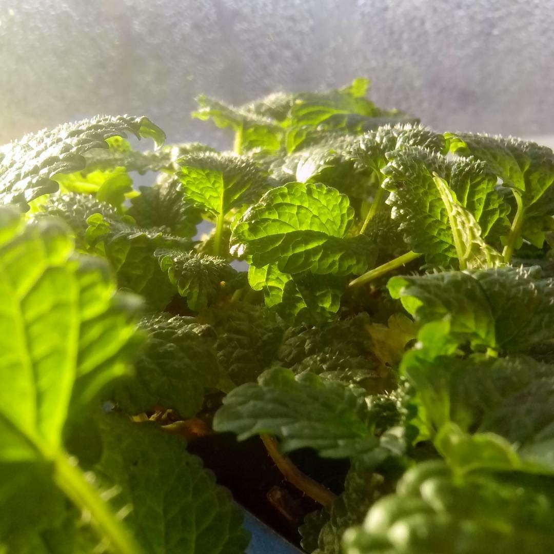 AmadeusPrakruti's tweet photo. #GoodMorning from my #YEG
#Windowfarm it's a #SunnySunday &downright #Balmy ;) #Lemonbalm
- https://t.co/6CZH19ZqTR https://t.co/Gwrl4rsQNC